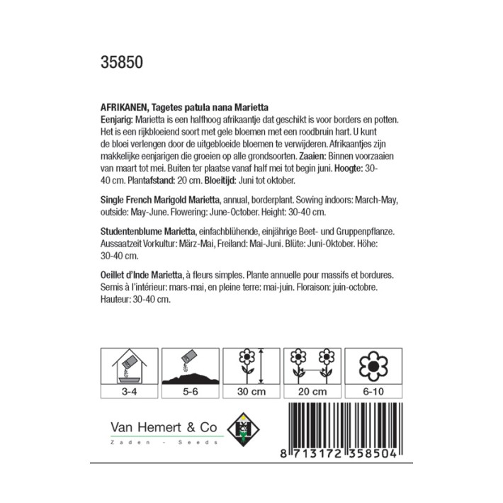 Tagetes patula nana Marietta