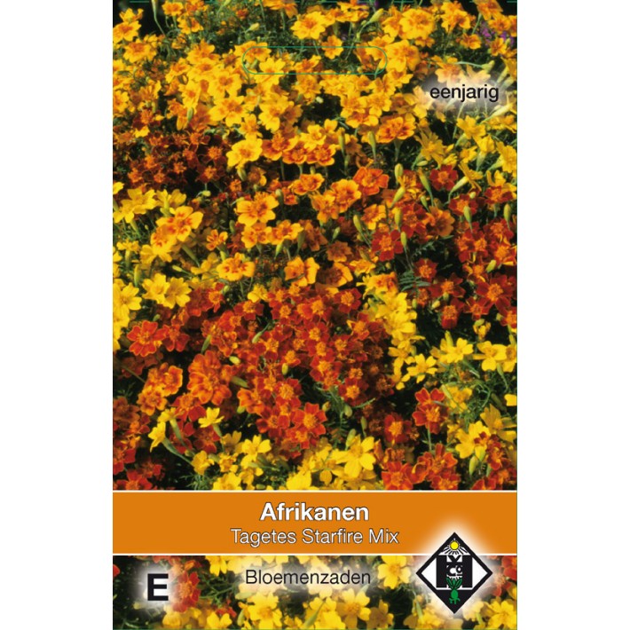 Tagetes tenuifolia Starfire Mix
