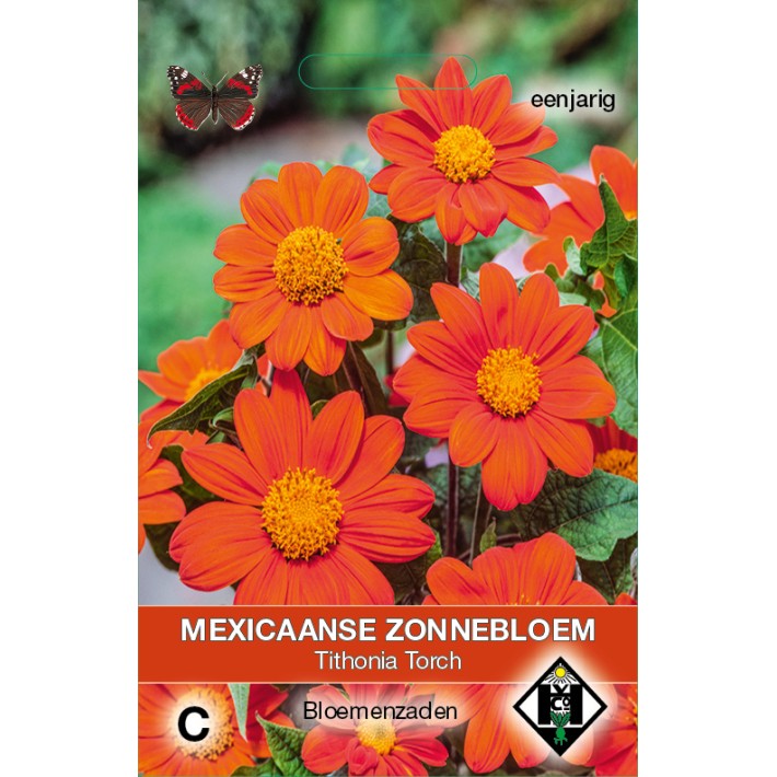 Tithonia rotundifolia Torch