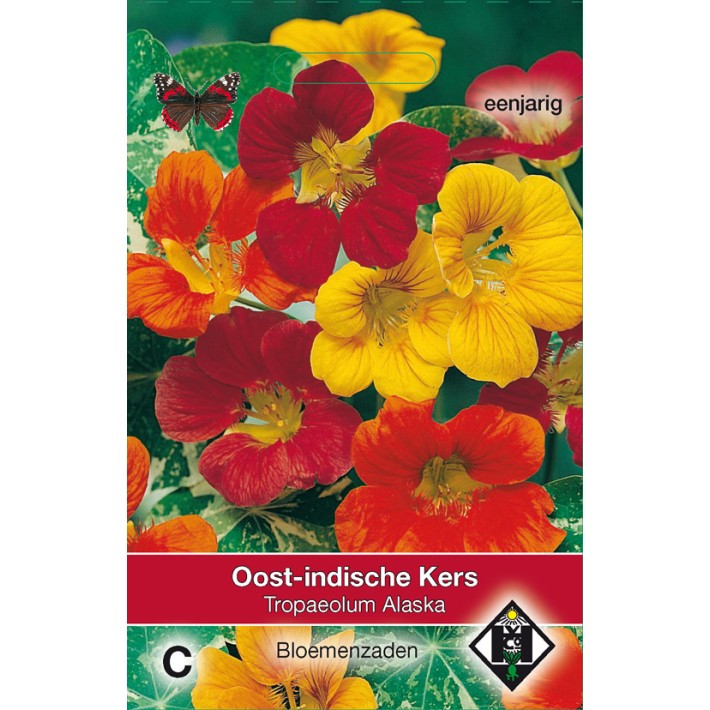 Tropaeolum m. n. Alaska