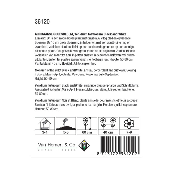 Venidium fastuosum Black and White