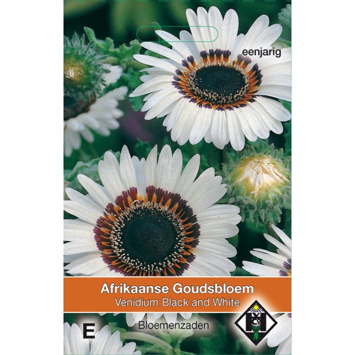 Venidium fastuosum Black and White