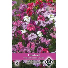 Verbena Desert Jewels