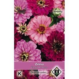 Zinnia elegans Art Deco