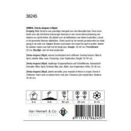 Zinnia elegans Lilliput