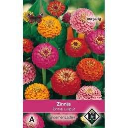 Zinnia elegans Lilliput