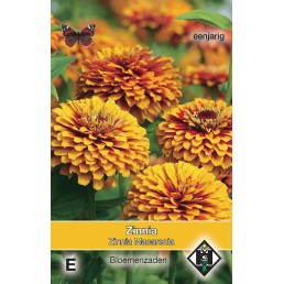 Zinnia elegans Macarenia