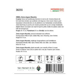 Zinnia elegans Mazurkia