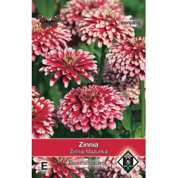 Zinnia elegans Mazurkia