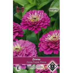 Zinnia elegans Purple Prince