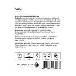 Zinnia elegans Queen Red Lime