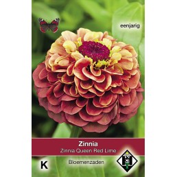 Zinnia elegans Queen Red Lime