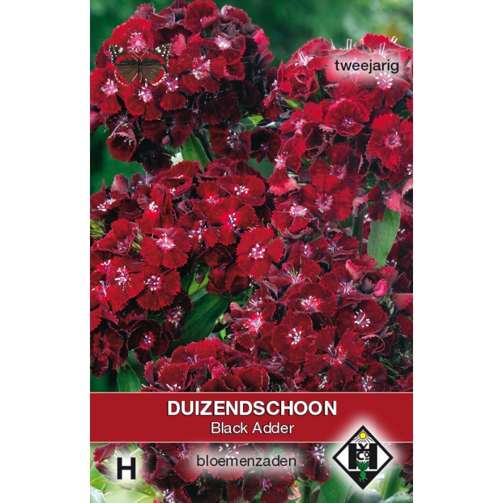 Dianthus barbatus Black Adder