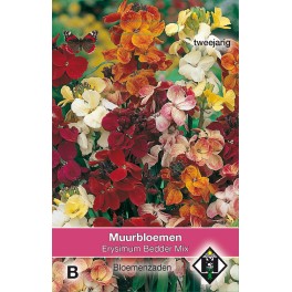 Erysimum cheiri Bedder Mix