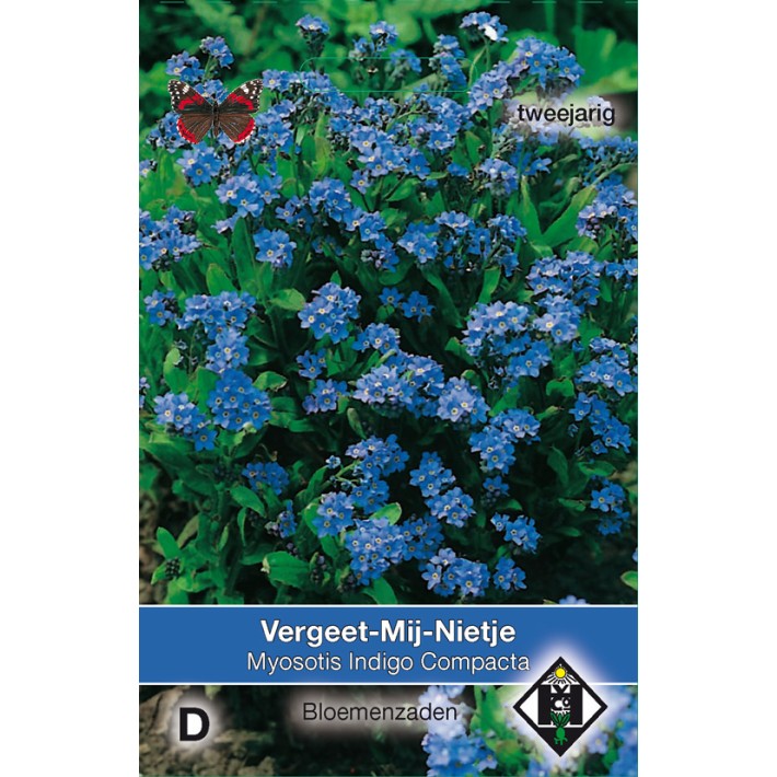 Myosotis sylvatica Indigo Compacta