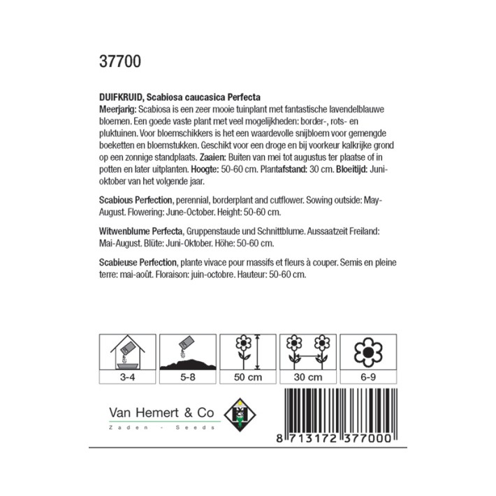 Scabiosa caucasia Perfecta