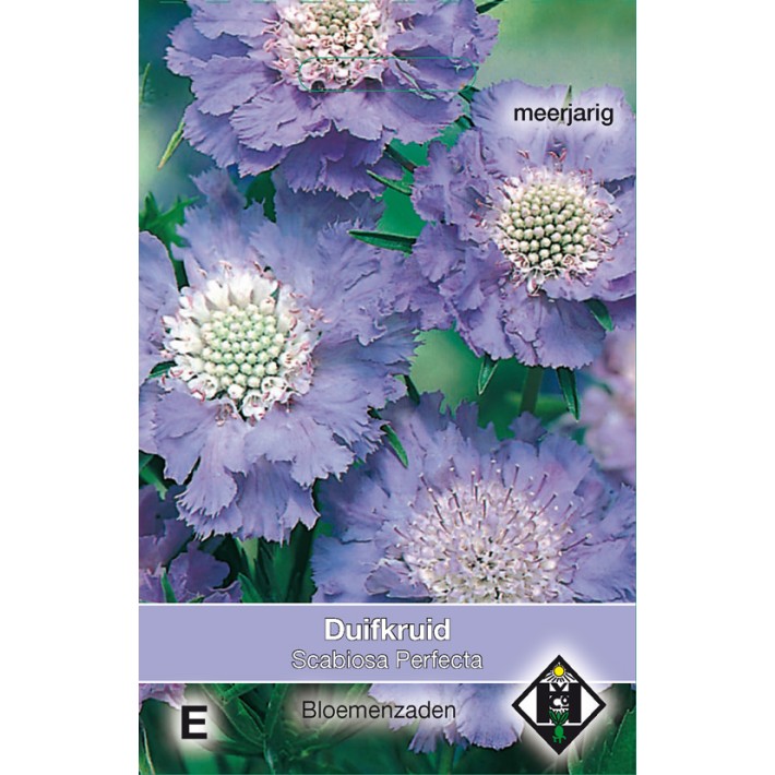 Scabiosa caucasia Perfecta