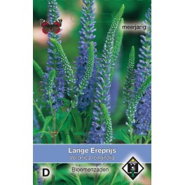 Veronica longifolia