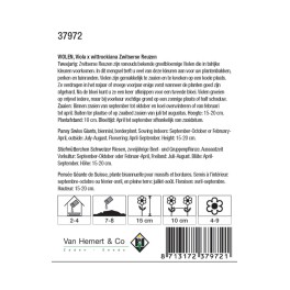Viola x wittrockiana Zwitserse Reuzen