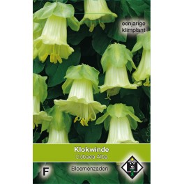 Cobaea scandens Alba