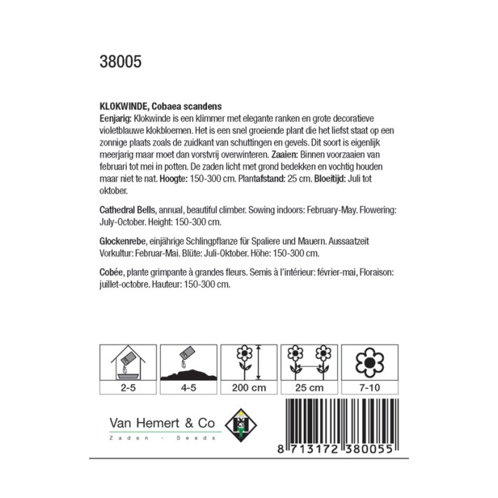 Cobaea scandens Violet