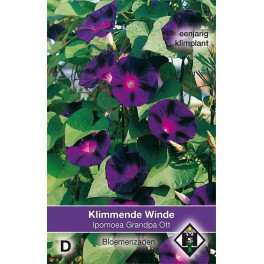 Ipomoea purpurea Grandpa Ott