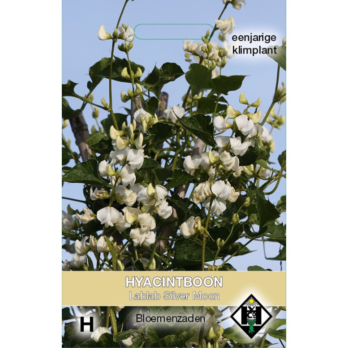 Lablab purpureus Silver Moon