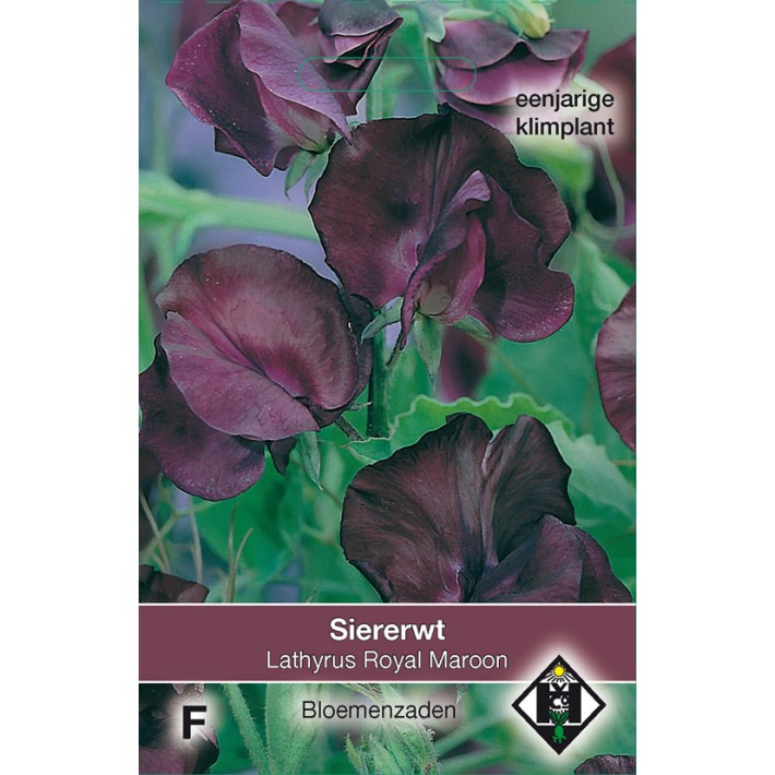 Lathyrus odoratus Royal Maroon