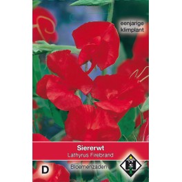 Lathyrus odoratus Firebrand