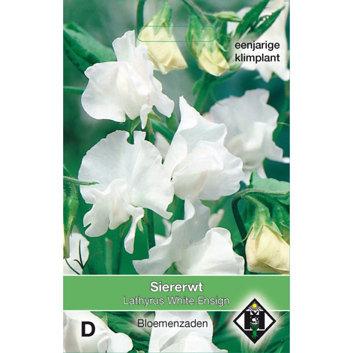 Lathyrus odoratus White Ensign