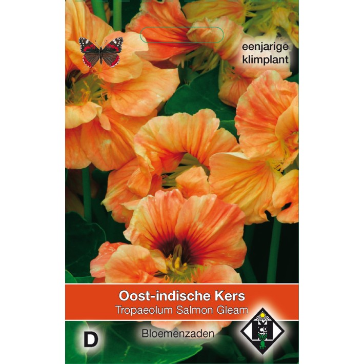 Tropaeolum majus Salmon Gleam