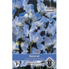 Lathyrus o. Blue Ripple
