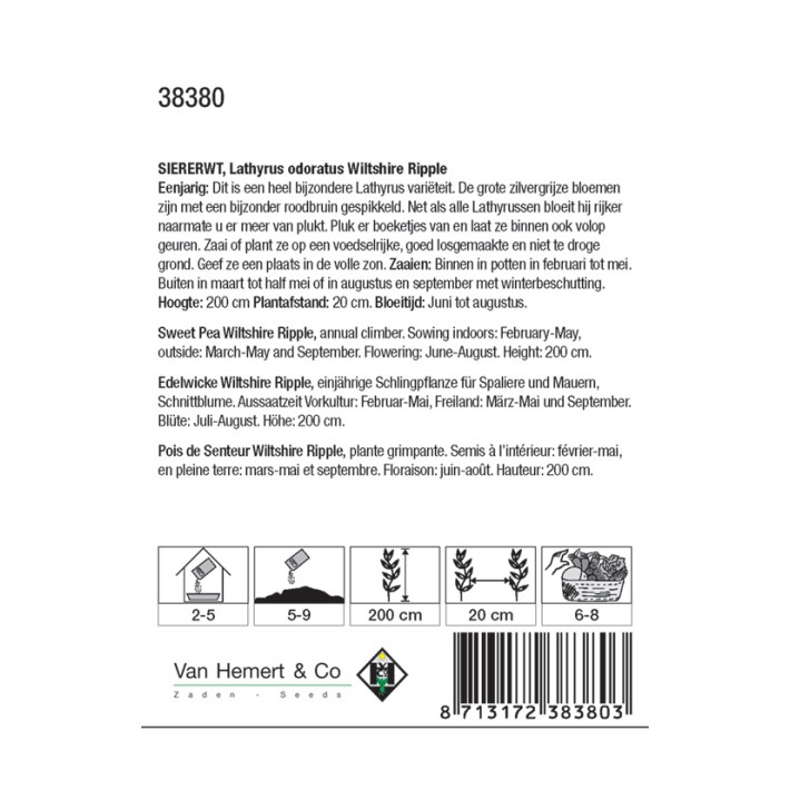 Lathyrus odoratus Wiltshire Ripple