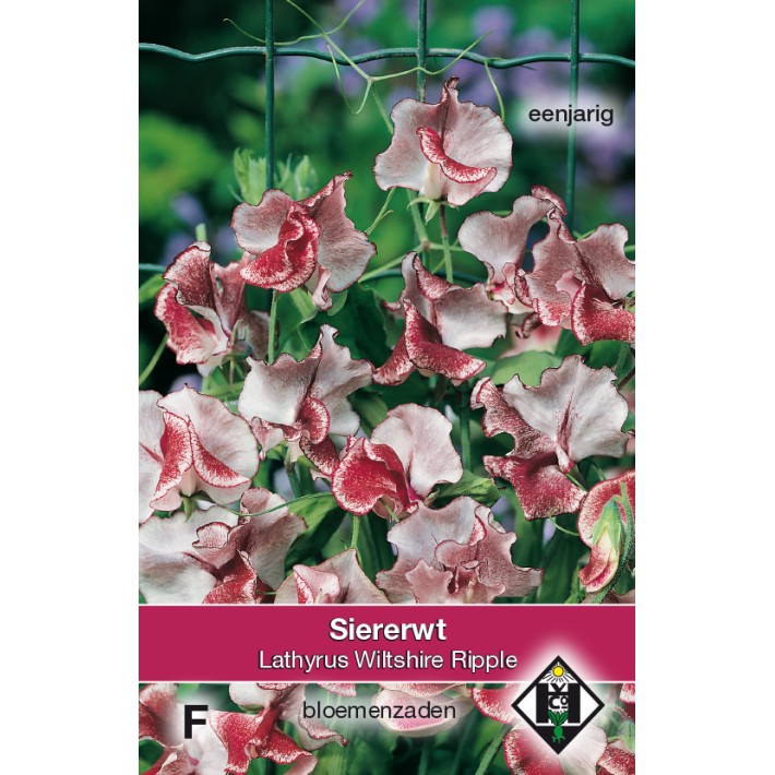 Lathyrus odoratus Wiltshire Ripple