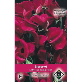 Lathyrus o. Zorjia Rose