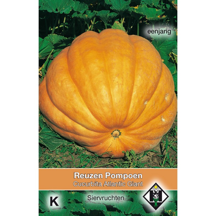 Cucurbita maxima Atlantic Giant