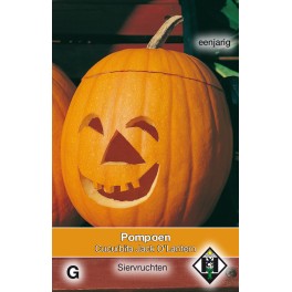 Cucurbita pepo Jack O'Lantern
