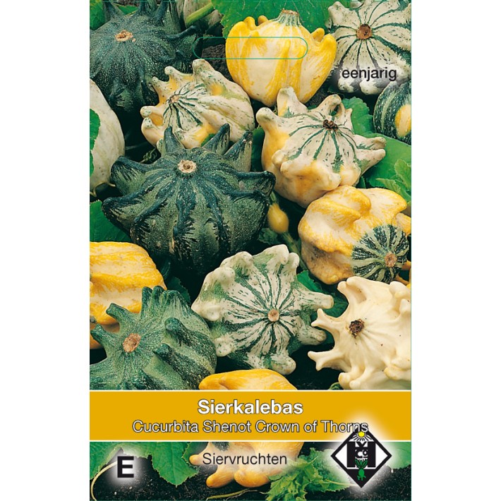 Cucurbita pepo Shenot Crown of Thorns