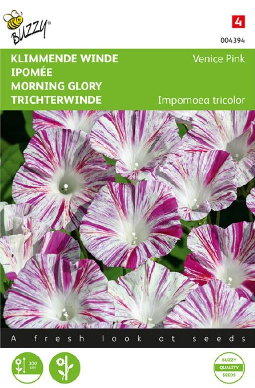 Morning Glory Venice Pink (Ipomoea) 70 seeds