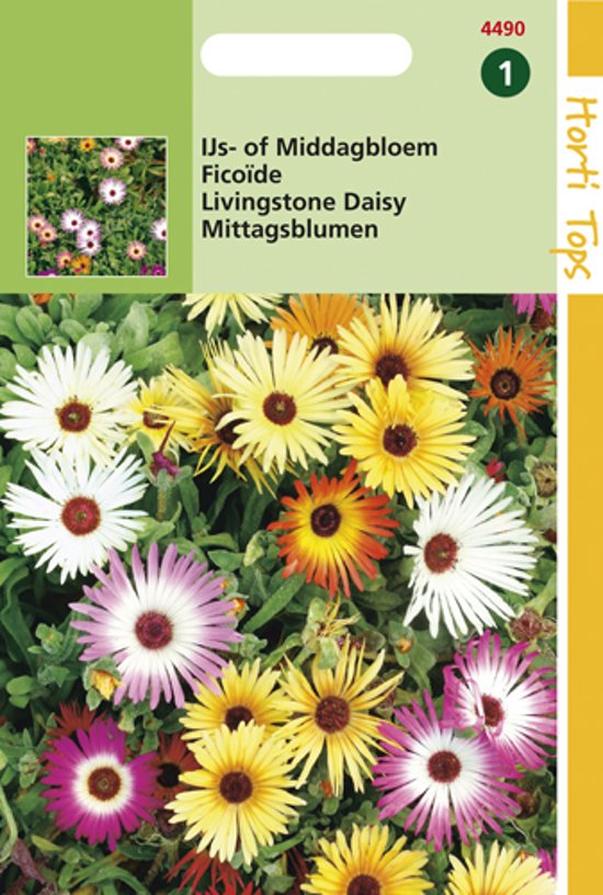 Livingstone daisy (Dorotheanthus) 1600 seeds HT