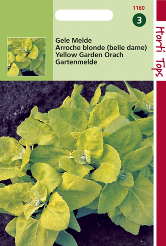 Garden orache yellow (Atriplex hortensis) 300 seeds