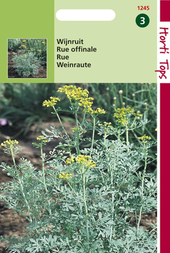 Weinraute (Ruta graveolens) 250 Samen