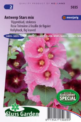 Hollyhock Antwerp Stars (Alcea ficifolia) 40 seeds SL
