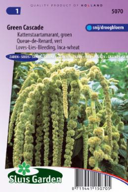 Kattenstaartamarant Green Cascade (Amaranthus) 1500 zaden