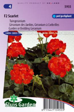 Geranium Scarlet F2 (Pelargonium hortorum) 20 seeds