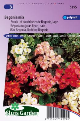 Begonia semperflorens mix - 800 zaden SL