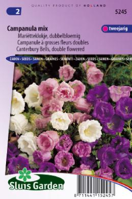 Marien-Glockenblume (Campanula medium) 1250 Samen SL