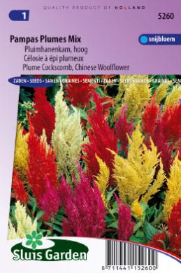 Plumed cockscomb Plumes mix (Celosia) 600 seeds
