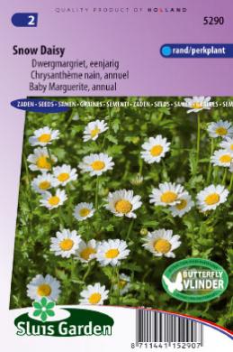 Marguerite Snow Daisy (Leucanthemum) 480 seeds