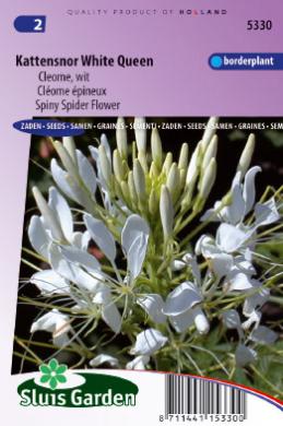 Spinnenblume White Queen (Cleome) 180 Samen